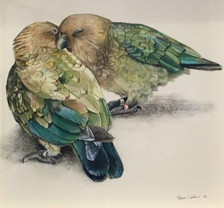 Tessa Watson | Kea's  | Pastel | McAtamney Gallery and Design Store | Geraldine NZ